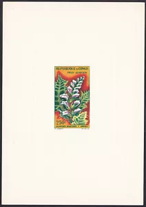 Congo ScC9 Plant, Mountain acanthus, Deluxe Proof - Picture 1 of 1