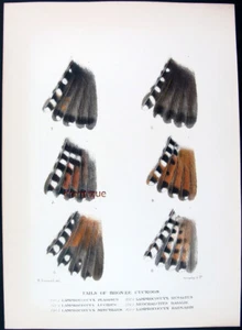 1899, J.F. KEULEMANS, H. GRØNVOLD, R. GREENE HANDCOLOR ON BIRDS OF AUSTRALIA W4P - Bild 1 von 4