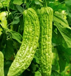 Gourd Seeds - Green Skin Bitter Melon | NON GMO | Garden Seeds | Fresh Planting - Picture 1 of 10