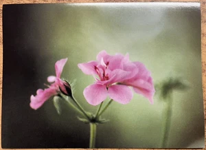 8 CARDS -Inspiration & Encouragement- Bible Scripture -Flower Photo- Christian - Picture 1 of 2