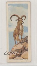 1964 Sugar Daddy African Wild Animals Barbary Sheep #22 h3a