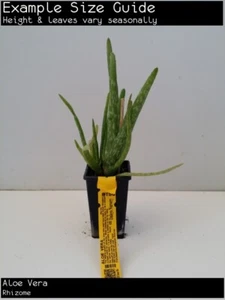 Aloe Vera (Aloe vera) Fruit Tree Plant - Picture 1 of 5