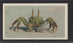 GHOST CRAB - 35 + Jahre alte englische Tabakkarte # 6 - Bild 1 von 2