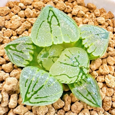 Haworthia ハオルチ mutant Yu Beauty Full Window, multiple heads succulent - Image 1 of 4