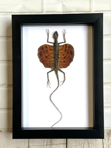 Exhibición de marco de sombra profunda Red Bearded Flying Dragon Lizard (Draco hematopogon) - Imagen 1 de 3