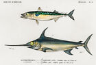 Atlantic Chub Makrela i miecznik - plakat ilustracyjny ryb