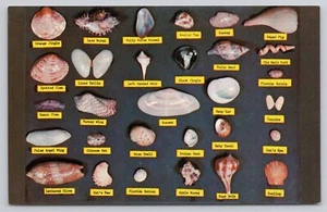 Muschelkarte Muscheln vor Floridas Küste gefunden Postkarte - Bild 1 von 2