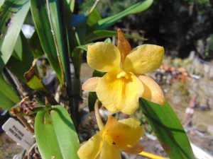 Ctna. Why Not Yellow 'Mahana ke Akua' FLOWERS 4" pot HUGE PLANT A - Picture 1 of 3