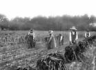 Harvest of the millet in Landes France on 1908 Historic Old Photo