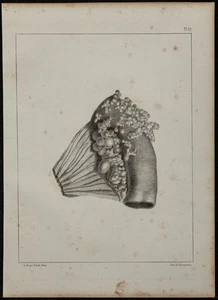 1839 - Board D Anatomy - Bowel And Kystes Pigs - Lithography - Imagen 1 de 3