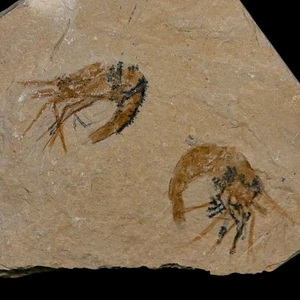 2 zwei fossile Garnelen Carpopenaeus Kreidezeit 100 Mil Jahre alt Libanon COA - Bild 1 von 7