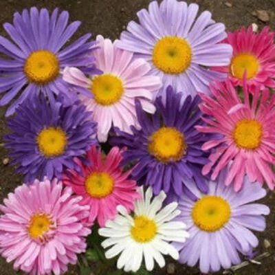 SEEDVILLE USA 250 MIXED Colors CHINA ASTER Callistephus Chinensis Flower Seeds