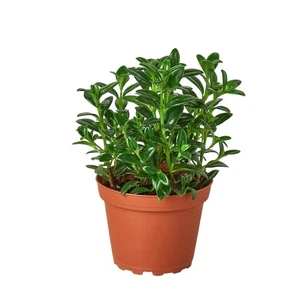 Planta de maíz de caramelo Nemetanthus 'petardo brasileño' - Imagen 1 de 7