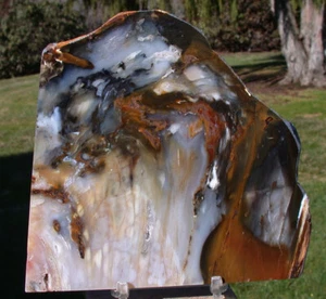 SiS: Hubbard Basin 6"+ Petrified Wood Slab - BOLD & COLORFUL WOOD GRAIN! - Picture 1 of 2