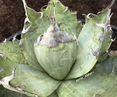Agave oteroi / fo76 'Tiger' Top Clone Variegated - Big Wavy Spines -Extra Rare!! - Image 1 of 3