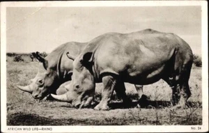 Two RHINOS, African Wildlife; Real Photo Postcard, Crease corner, Very Good - Bild 1 von 2