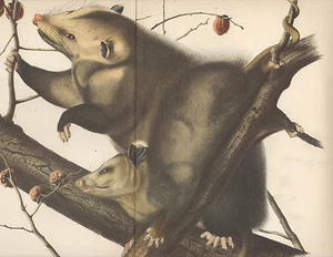 AUDUBON's OPPOSUM, 1940 Antique Lithograph - Picture 1 of 1