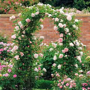 Rosenbogen Metall Massiv Breit Spalier Rankhilfe Rankgitter Gartenbogen Pergola - Bild 1 von 8