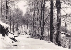 FORESTA DEL TESO - PISTOIA - REISE 1966 -82445- - Bild 1 von 1