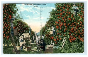 1914 Ein Kauftag in einem Orangenhain FL, Florida frühe Postkarte - Bild 1 von 2