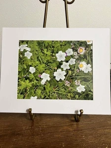 Baby blaue Augen weiße Wildblumen mattiert 8x10 Oregon Küste signierter Druck Bates - Bild 1 von 3