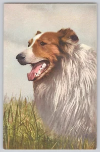 AK Hund Collie Stehli #158, Schweiz - Bild 1 von 3