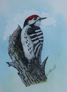 GREAT SPOTTED WOODPECKER SIGNED ORIGINAL PAINTING by JIM ROBERTS - Picture 1 of 3