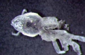 Miocene SILICIFIED DIVING BEETLE Schistomerus fossil slide Barstow California - Picture 1 of 7
