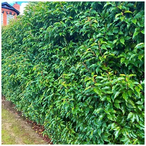 10 Portuguese Laurel Hedging Prunus Lusitanica 10-20cm, Evergreen Hedging Plants - Picture 1 of 11
