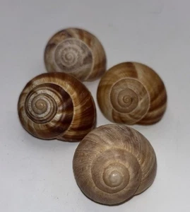 4 Gusci di Lumaca Marrone Naturale al Cioccolato Helix - Foto 1 di 6