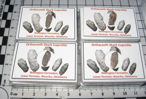 Perm Orthacanth Hai Fossil Kot Koprolit aus Oklahoma in Vitrine - Bild 1 von 6