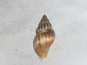 APLUS ASSIMILIS UNIQUE COLOUR - Picture 1 of 2