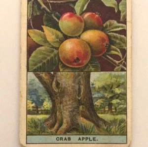 Wills Cigarette Card - FLOWERING TREES AND SHRUBS - Crab or Wild Apple - Picture 1 of 3