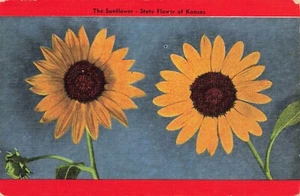 The Sunflower, State Flower of Kansas Vintage PC - Picture 1 of 2