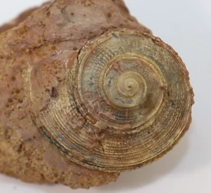 Lumaca, Obornella sp, Jura, Bajoc, Sengenthal, Oberpfalz, Germania -k458 - Foto 1 di 4