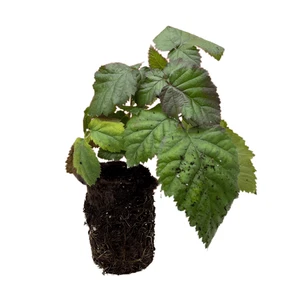 Hand Picked Nursery Ouachita Blackberry Plants – Bare Root, 1-Year-Old - Picture 1 of 5