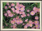 Texas Wildflowers Showy Primrose Photo by George Huey Vintage Postcard Unposted