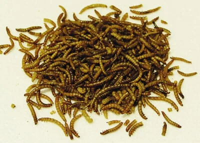 1Liter Soldatenfliegenlarven Hermetia getrocknet Koi,Reptilienfutter,Vögel,Igel - Bild 1 von 4