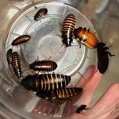 Colonia iniciadora viva cucaracha silbante de Madagascar de 25 quilates - exo-morfos Foto 1 de 4