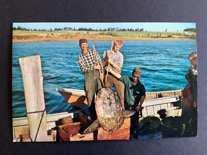 Postcard Canada Fishing Ocean Sunfish Largest Bony Fish Stanley Bridge PEI L628 - Bild 1 von 2