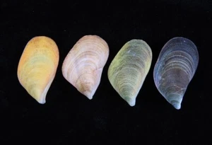 Sea shells Septifer bilocularis ID#8815 - Picture 1 of 3