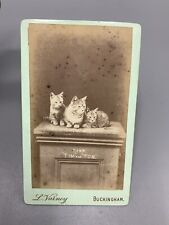 Antique CDV Cabinet Photograph Of Cats C1890 L Varney Buckingham 