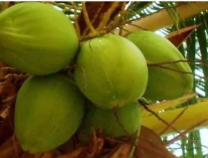 (3 PACK) FRESH GREEN WHOLE COCONUT HAND PICKED FRESH HARVEST FREE SHIPPING - Picture 1 of 1