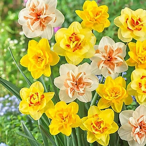 Narzissen-Samen, 100Pcs / Bag Daffodil Samen Ästhetische Multipurpose Mix Farbe - Bild 1 von 9