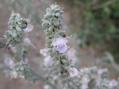 Salvia apiana, White Sage, Herbs Rare Medicinal Perennial Organic - 10 Semi