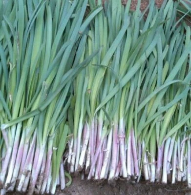 200+ Garlic Chives Seeds the Strongest Fragrant Purple than White Roots 紫根韭菜种子 - Image 1 of 3