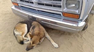 1986 1987 1988 1989 Dodge Ram D100 Chrome Front Bumper With Brackets Oem - Picture 1 of 9