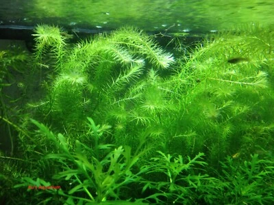 Stream Bogmoss, Mayaca fluviatil, Live Aquarium/Aquatic/stem Plant, Planted Tank