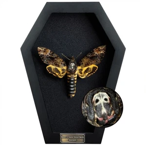 Echter Todeskopf Motte weiß Totenkopf Acherontia Gothic Witchy Spooky Halloween Bu... - Bild 1 von 7
