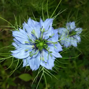 20.000 Samen Echter Schwarzkümmel - Nigella sativa - Gewürz Saatgut BLACK CUMIN - Bild 1 von 3